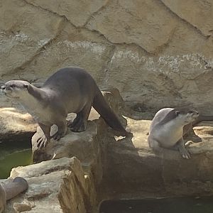 Indochinese smooth-coated otters 010621