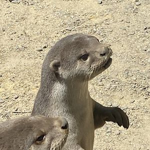 Indochinese smooth-coated otters 010621