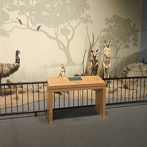 Delbridge Museum of Natural History - Australia Display