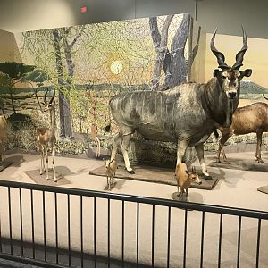Delbridge Museum of Natural History - South African Cape Display