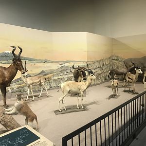 Delbridge Museum of Natural History - South African Cape Display