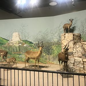 Delbridge Museum of Natural History - Kopje Display