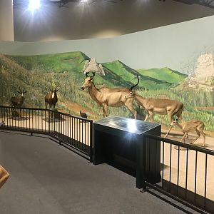 Delbridge Museum of Natural History - Kopje Display