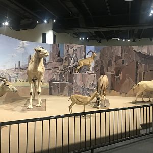 Delbridge Museum of Natural History - Saharan Desert Display