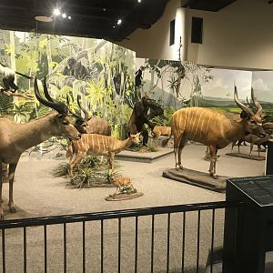 Delbridge Museum of Natural History -African Tropical Forest Display