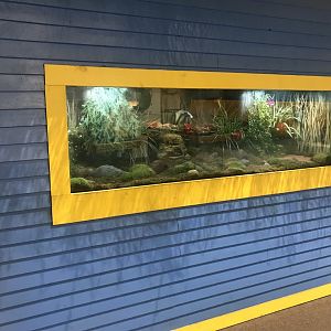 Delbridge Museum of Natural History - Poison Dart Frog Terrarium