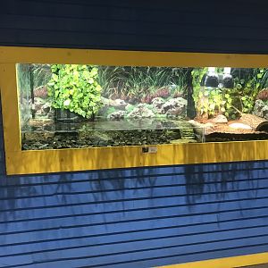 Delbridge Museum of Natural History - Spotted Turtle Terrarium