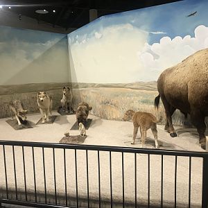 Delbridge Museum of Natural History - Great Plains Display