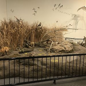 Delbridge Museum of Natural History - North American Wetlands Display