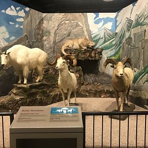 Delbridge Museum of Natural History - Rocky Mountains Display