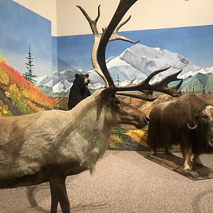 Delbridge Museum of Natural History - Tundra Display
