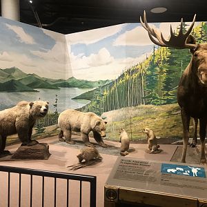 Delbridge Museum of Natural History - North American Temperate Forest Display