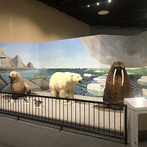 Delbridge Museum of Natural History - Arctic Circle Display