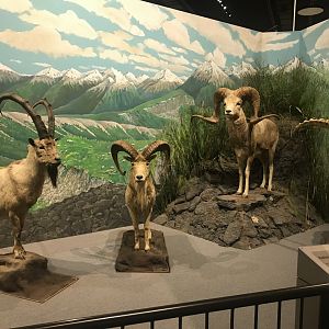 Delbridge Museum of Natural History -  Asian Highlands Display
