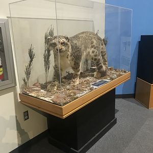 Delbridge Museum of Natural History - Snow Leopard Display