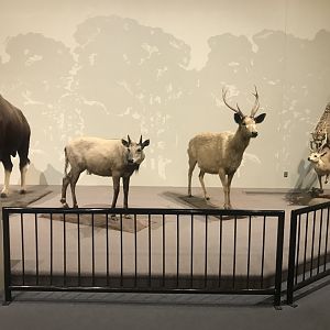 Delbridge Museum of Natural History - Indian Display #1