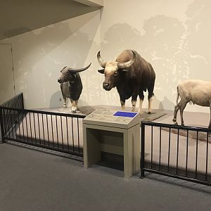 Delbridge Museum of Natural History - Indian Display #1