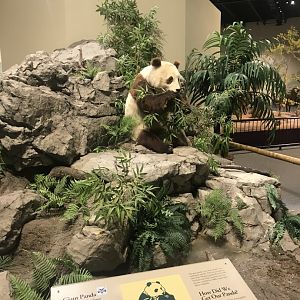 Delbridge Museum of Natural History - Giant Panda Display