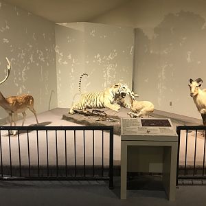 Delbridge Museum of Natural History - Indian Display #2