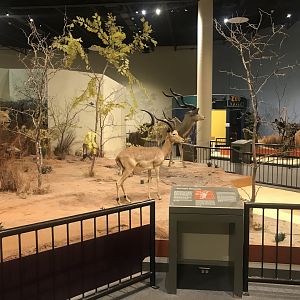 Delbridge Museum of Natural History - African Grasslands Display