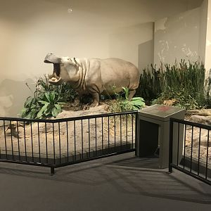 Delbridge Museum of Natural History - Nile River Display