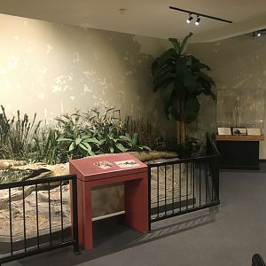 Delbridge Museum of Natural History - Nile River Display