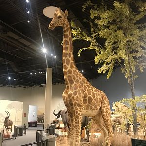 Delbridge Museum of Natural History - Giraffe