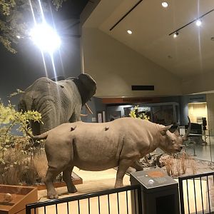 Delbridge Museum of Natural History - Eastern Black Rhinoceros