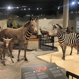 Delbridge Museum of Natural History - Grant’s Zebras