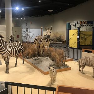 Delbridge Museum of Natural History - Grant’s Zebra, Golden Jackal, Striped Hyena