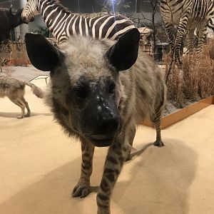 Striped Hyena