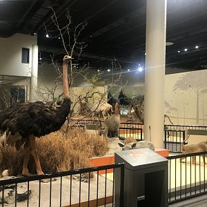 Delbridge Museum of Natural History - Ostrich, Hamadryas Baboon, Chacma Baboon, Warthog
