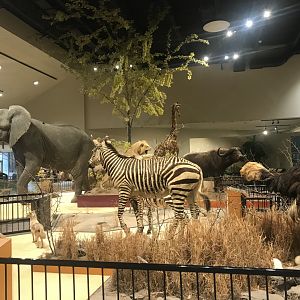 Delbridge Museum of Natural History - Grant’s Zebra, Ostrich, African Bush Elephant, Cape Buffalo