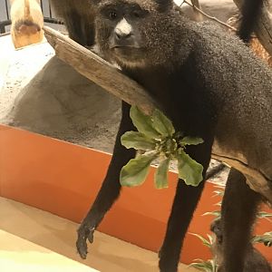 Greater Spot-Nosed Guenon