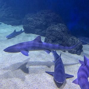 Banded Houndshark（Triakis scyllium）