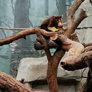 Matschie's Tree-kangaroo, Tropenhaus