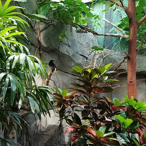 Twelve-wired bird-of-paradise, Tropenhaus