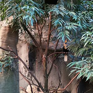 Sulawesi Knobbed Hornbill, Tropenhaus