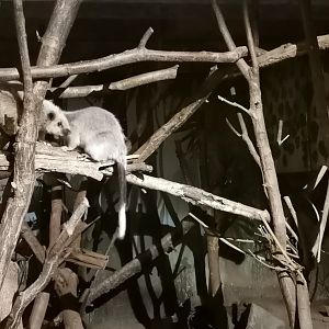 Northern Luzon Giant Cloud Rat, Tropenhaus