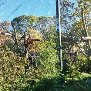 Venezuelan Red Howler, Black-faced Ibis, Spectacled Duck exhibit