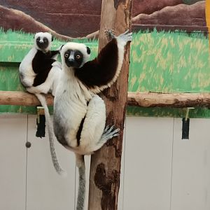 Coquerel's Sifaka