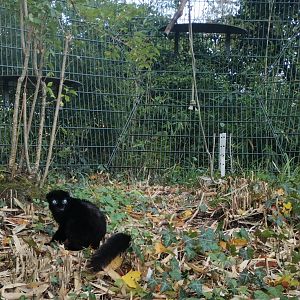 Blue-eyed Black Lemur
