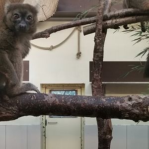 Broad-nosed Gentle Lemur