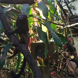 Weddell's Saddle-back Tamarin