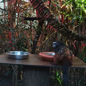 Weddell's Saddle-back Tamarin