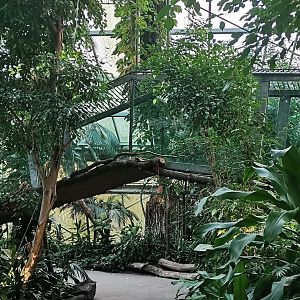 Gorilla's connecting tunnel