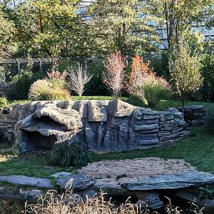 Asiatic Lion exhibit