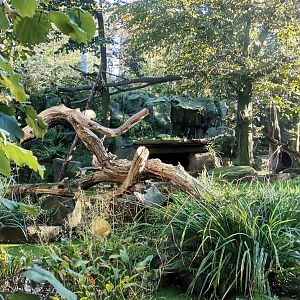 Persian Leopard exhibit