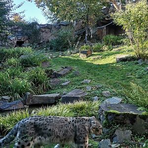 Snow Leopard exhibit