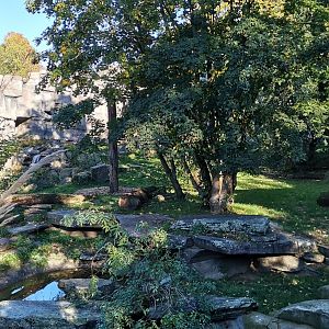 Siberian Tiger exhibit